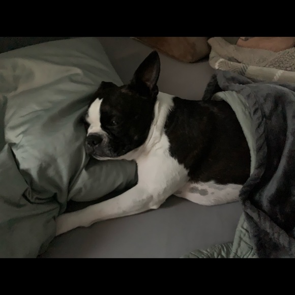 Meet your Posher, Clarice - Picture 5 of 13